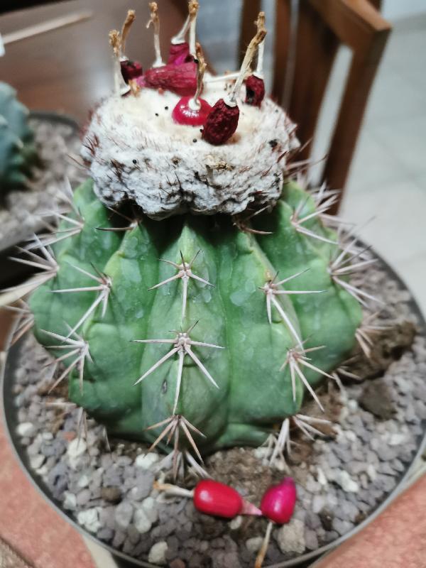 Melocactus  Curvispinus 3.jpg